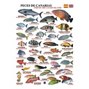 Tabilla de Peces Islas Canarias