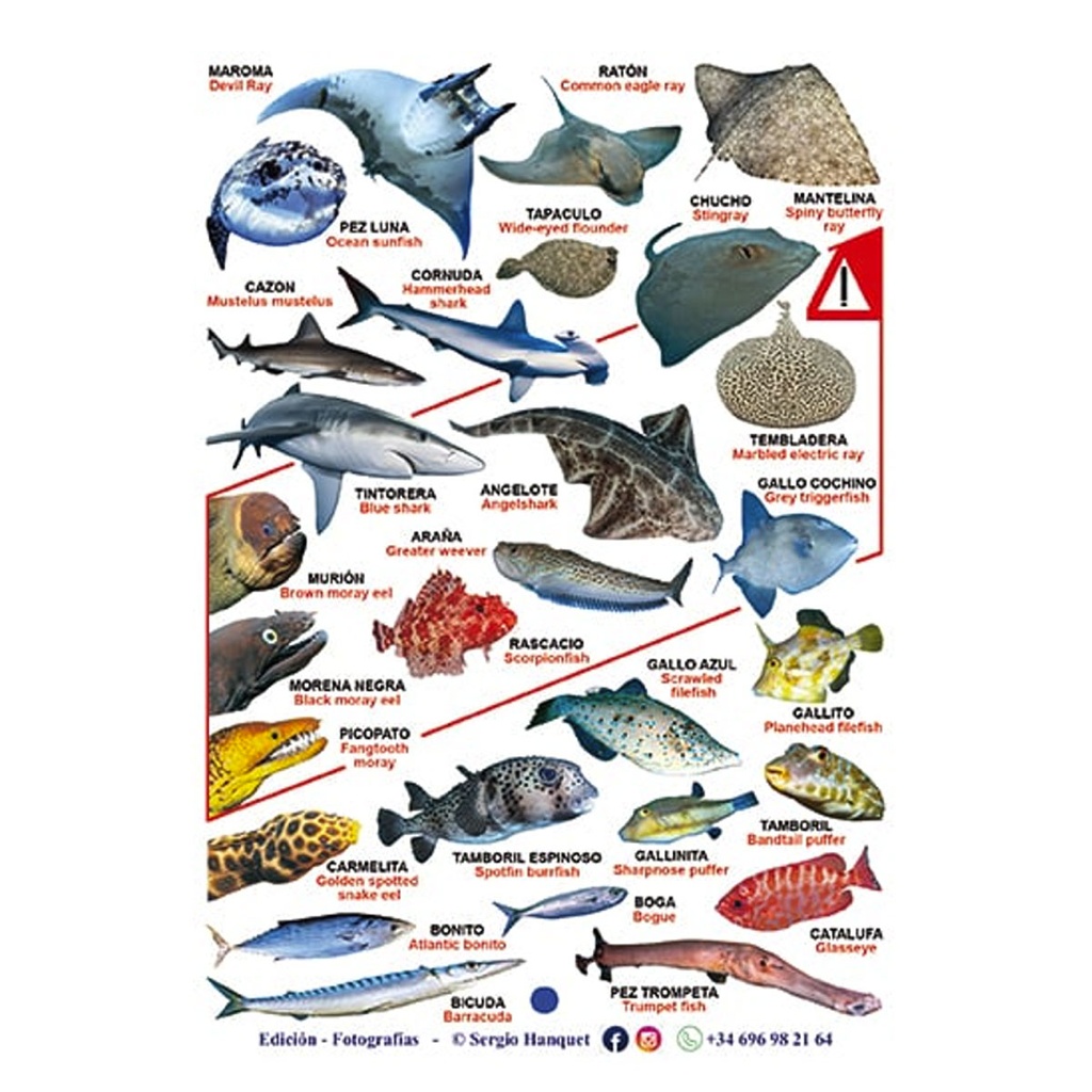 Tabilla de Peces Islas Canarias