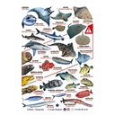 Tabilla de Peces Islas Canarias