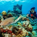 Sealife Carcasa SportDiver Ultra para iPhone / Android (SL405)