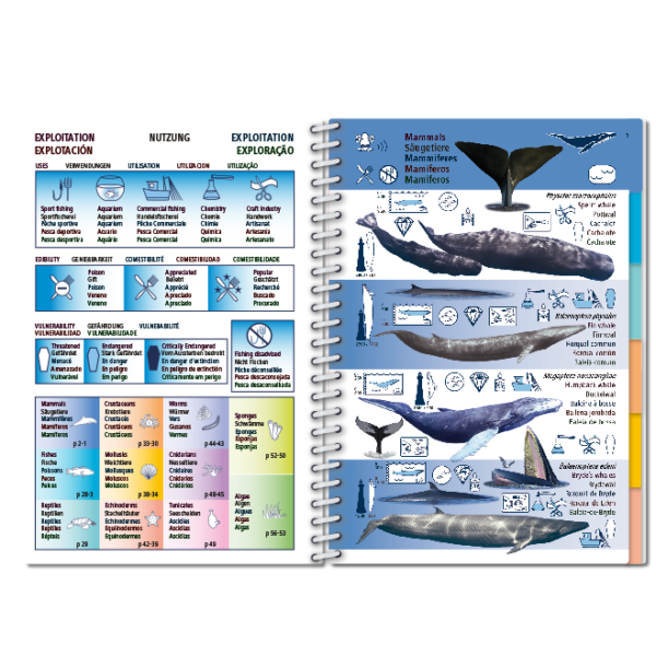 Pictolife Guía Especies de Canarias, Azores, Madeira, Cabo Verde