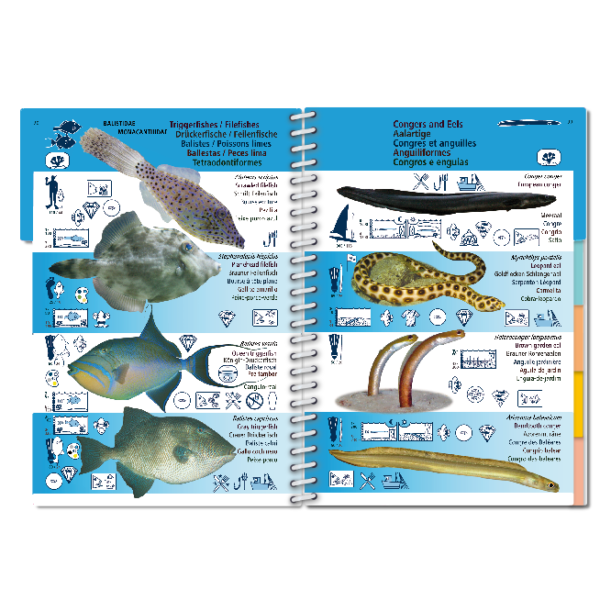 Pictolife Guía Especies de Canarias, Azores, Madeira, Cabo Verde