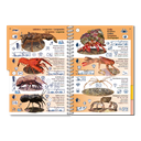 Pictolife Guía Especies de Canarias, Azores, Madeira, Cabo Verde