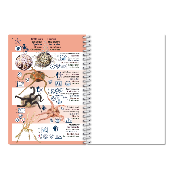 Pictolife Guía Especies de Canarias, Azores, Madeira, Cabo Verde