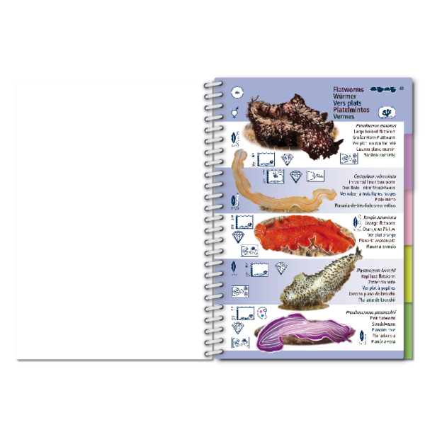 Pictolife Guía Especies de Canarias, Azores, Madeira, Cabo Verde