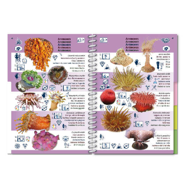 Pictolife Guía Especies de Canarias, Azores, Madeira, Cabo Verde