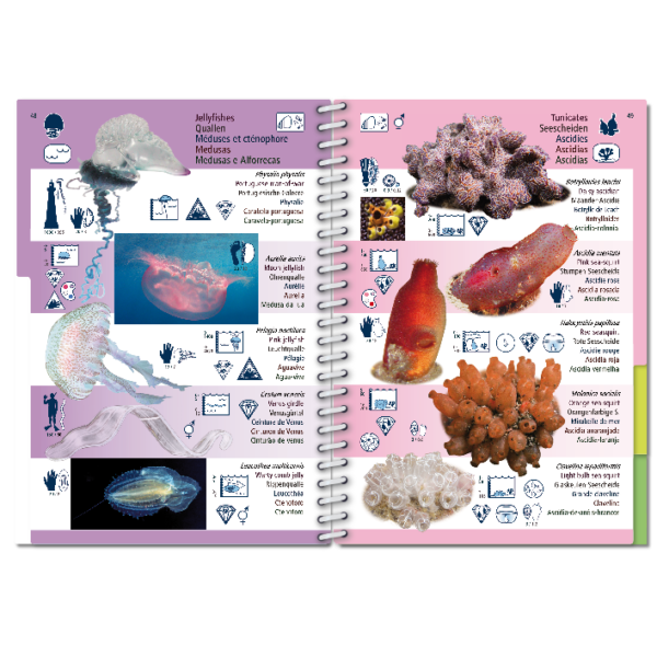 Pictolife Guía Especies de Canarias, Azores, Madeira, Cabo Verde