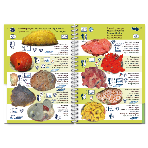 Pictolife Guía Especies de Canarias, Azores, Madeira, Cabo Verde