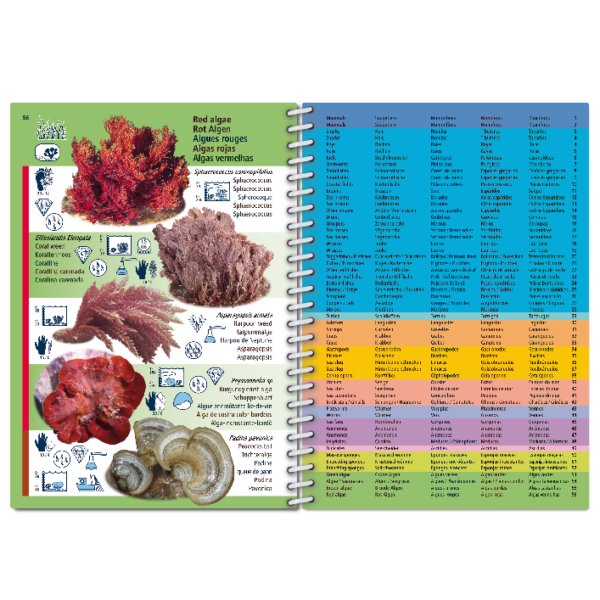 Pictolife Guía Especies de Canarias, Azores, Madeira, Cabo Verde