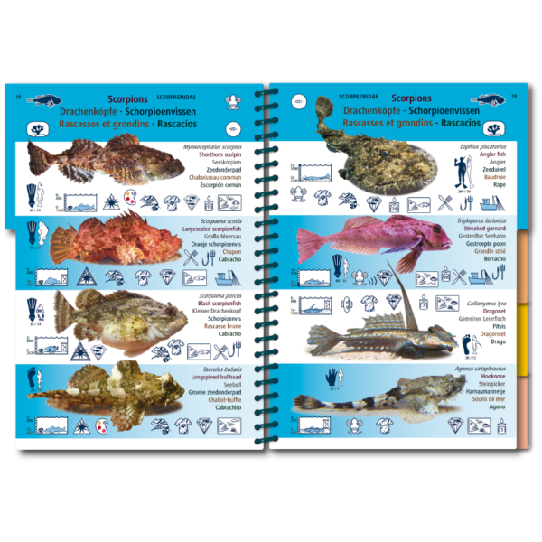 Pictolife Guía Especies del Atlántico Este