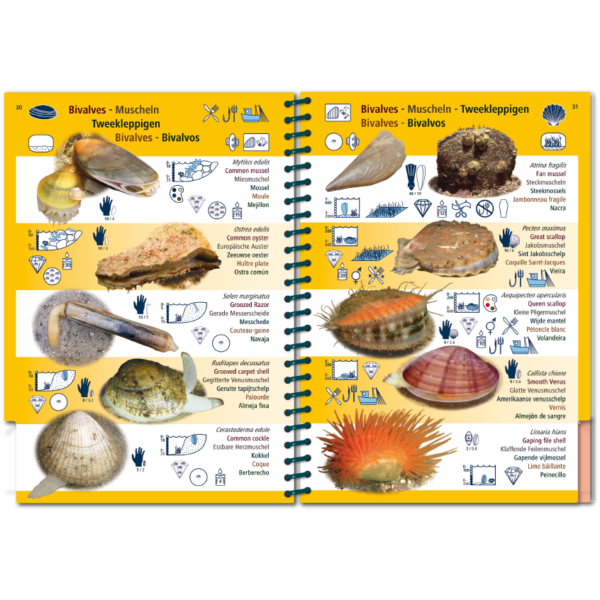 Pictolife Guía Especies del Atlántico Este