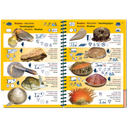 Pictolife Guía Especies del Atlántico Este