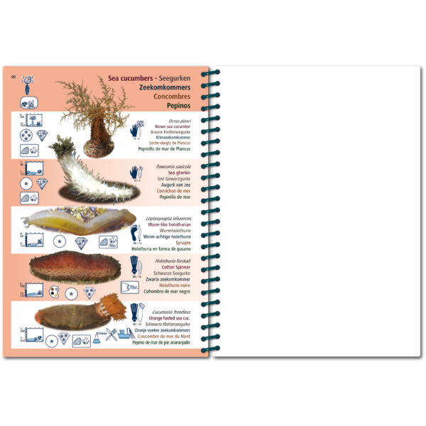 Pictolife Guía Especies del Atlántico Este