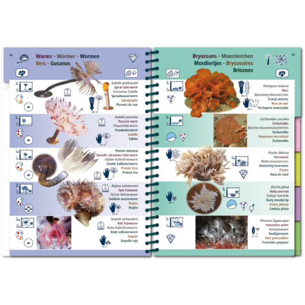 Pictolife Guía Especies del Atlántico Este