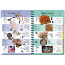 Pictolife Guía Especies del Atlántico Este