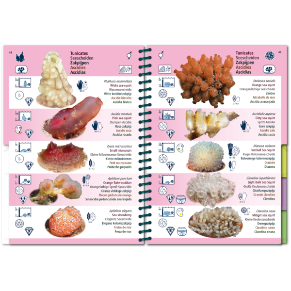 Pictolife Guía Especies del Atlántico Este