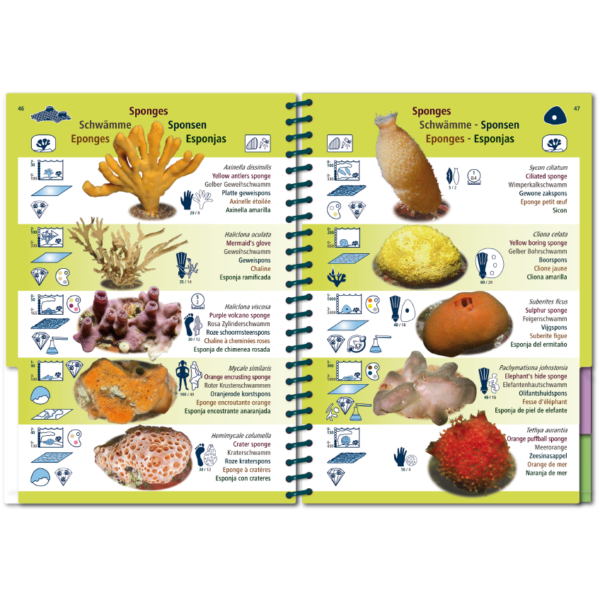 Pictolife Guía Especies del Atlántico Este