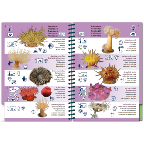 Pictolife Guía Especies del Atlántico Este