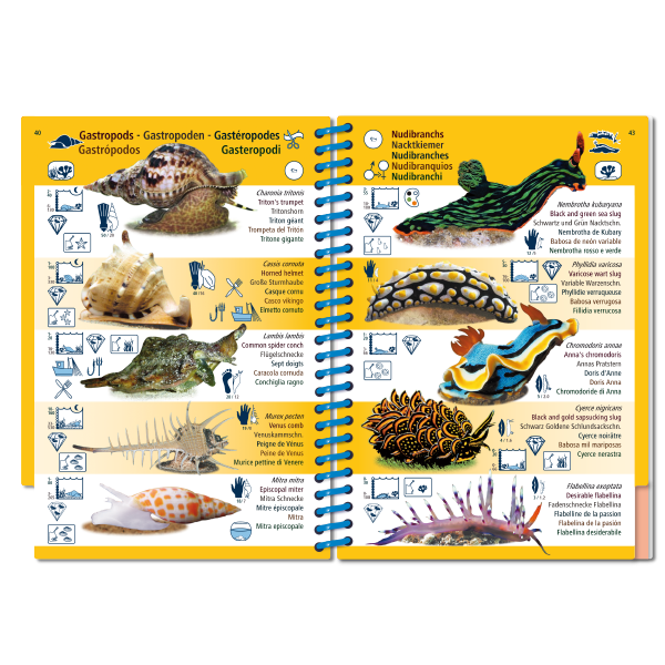 Pictolife Guía Especies del Pacífico Occidental Tropical, Thailandia, Indonesia, Australia