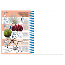 Pictolife Guía Especies del Pacífico Occidental Tropical, Thailandia, Indonesia, Australia