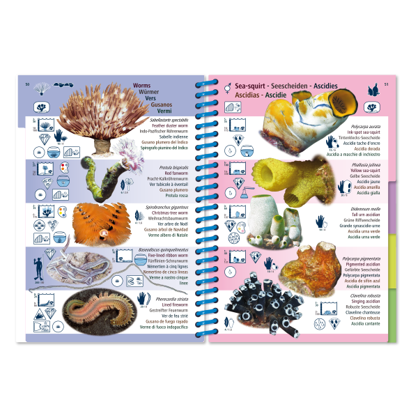 Pictolife Guía Especies del Pacífico Occidental Tropical, Thailandia, Indonesia, Australia