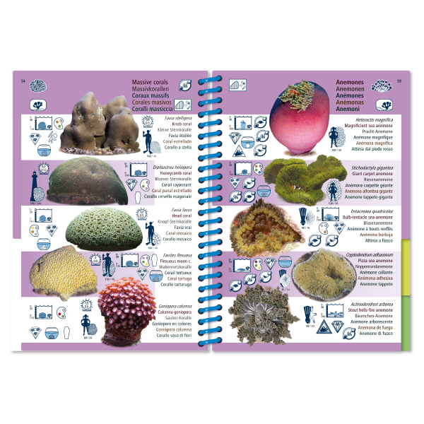 Pictolife Guía Especies del Pacífico Occidental Tropical, Thailandia, Indonesia, Australia