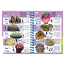 Pictolife Guía Especies del Pacífico Occidental Tropical, Thailandia, Indonesia, Australia