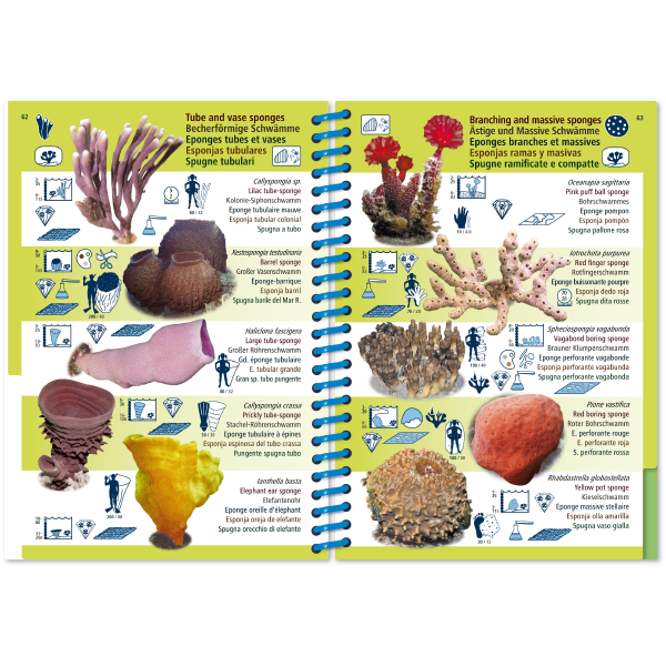 Pictolife Guía Especies del Pacífico Occidental Tropical, Thailandia, Indonesia, Australia
