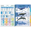 Pictolife Guía Especies del Caribe