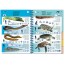 Pictolife Guía Especies del Caribe