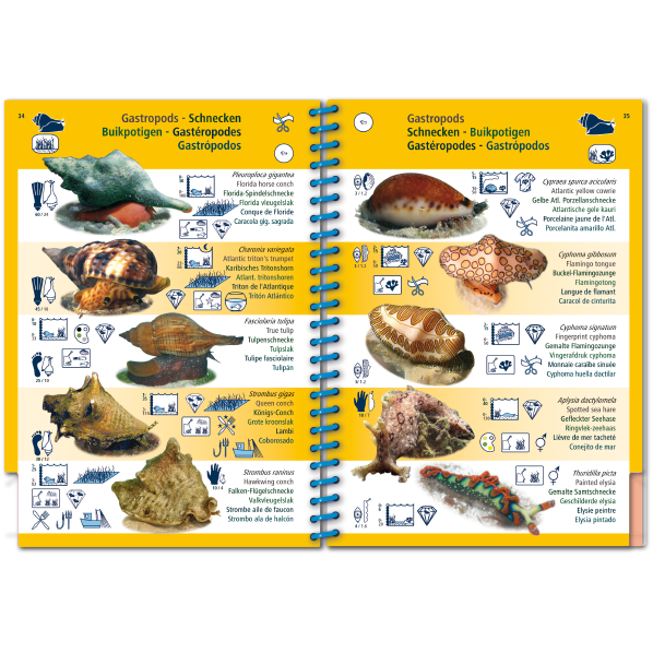 Pictolife Guía Especies del Caribe