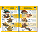 Pictolife Guía Especies del Caribe