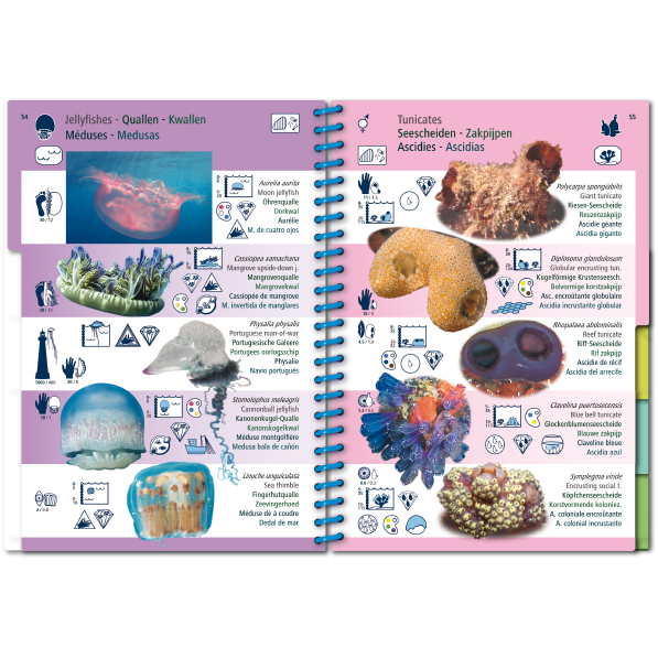 Pictolife Guía Especies del Caribe