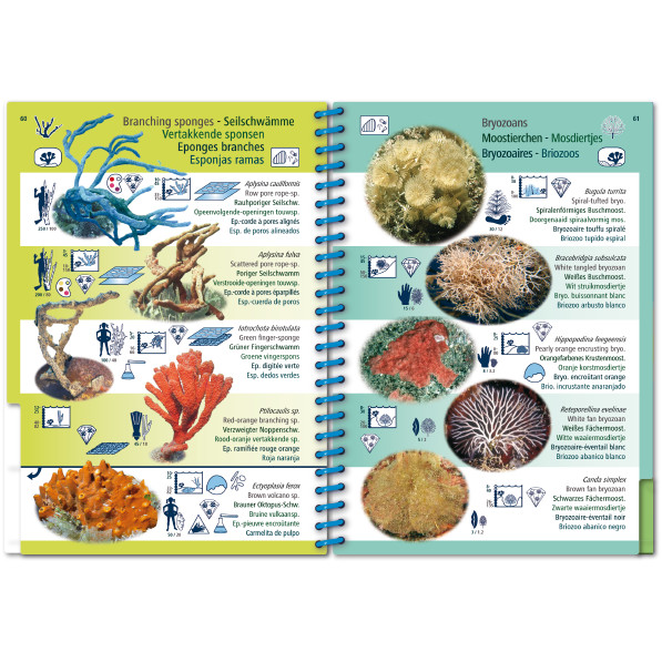 Pictolife Guía Especies del Caribe