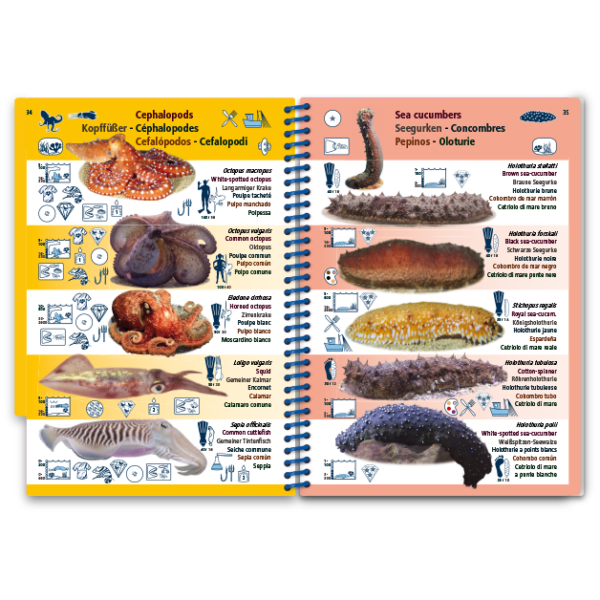 Pictolife Guía Especies del Mediterráneo