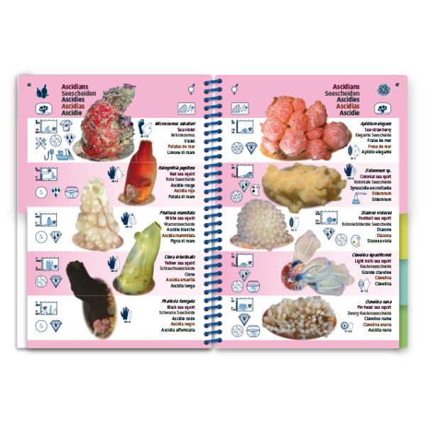 Pictolife Guía Especies del Mediterráneo