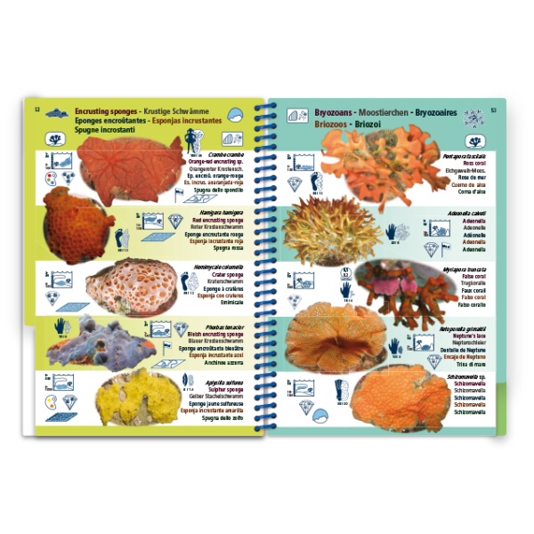 Pictolife Guía Especies del Mediterráneo