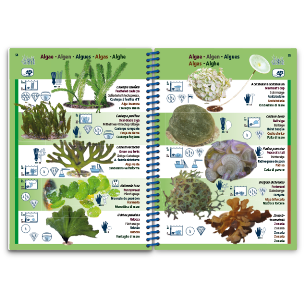 Pictolife Guía Especies del Mediterráneo