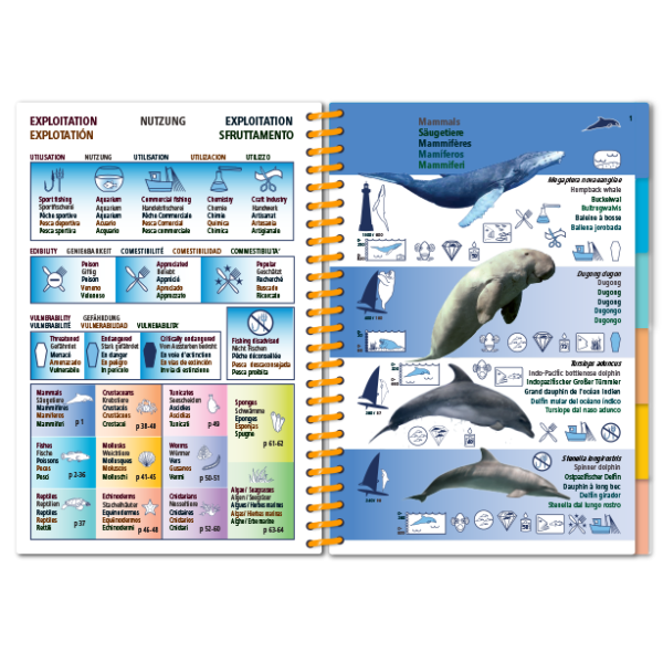 Pictolife Guía Especies del Mar Rojo, Indico, Maldivas