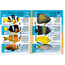 Pictolife Guía Especies del Mar Rojo, Indico, Maldivas