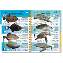 Pictolife Guía Especies del Mar Rojo, Indico, Maldivas