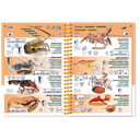 Pictolife Guía Especies del Mar Rojo, Indico, Maldivas