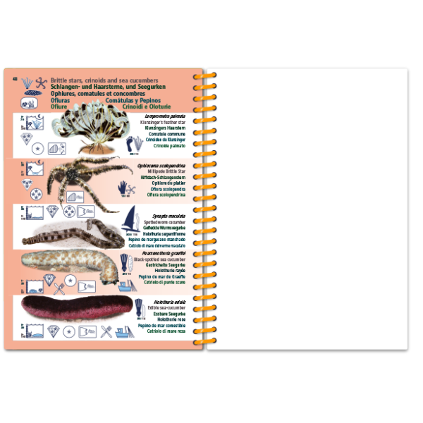 Pictolife Guía Especies del Mar Rojo, Indico, Maldivas