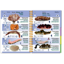 Pictolife Guía Especies del Mar Rojo, Indico, Maldivas