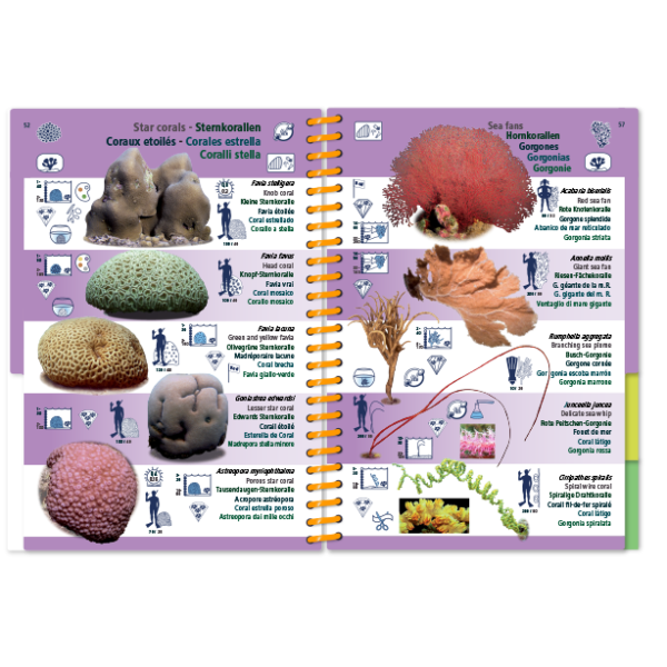 Pictolife Guía Especies del Mar Rojo, Indico, Maldivas