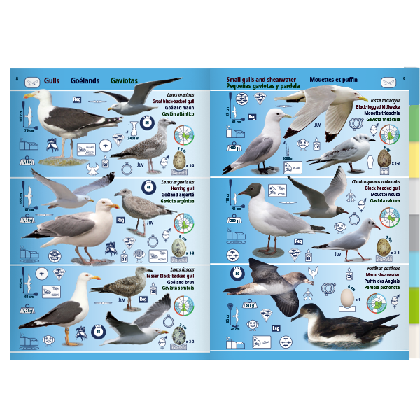 Pictolife Guía de Especies del Litoral en Bajamar del Atlántico Este