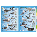 Pictolife Guía de Especies del Litoral en Bajamar del Atlántico Este