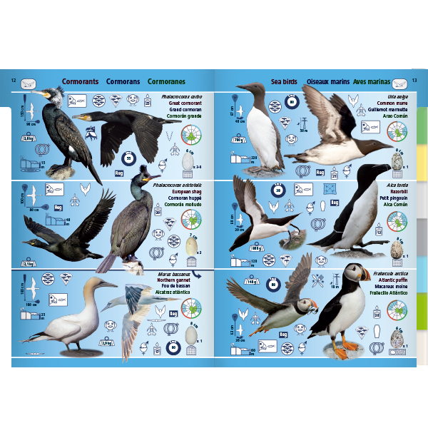 Pictolife Guía de Especies del Litoral en Bajamar del Atlántico Este