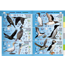 Pictolife Guía de Especies del Litoral en Bajamar del Atlántico Este