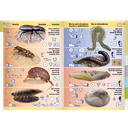 Pictolife Guía de Especies del Litoral en Bajamar del Atlántico Este